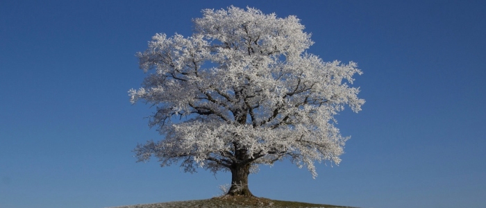 Tree in late winter